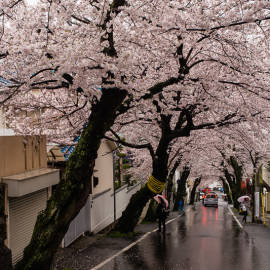 Kirschblüten in Kobe