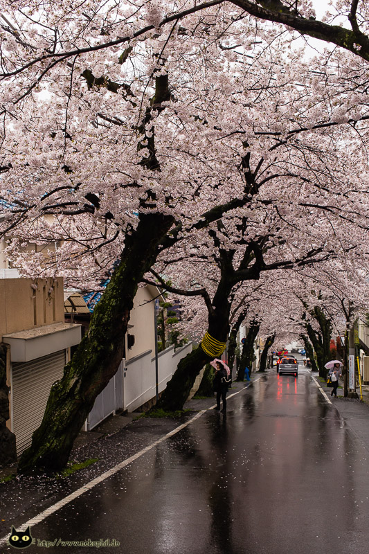 Kirschblüten in Kobe