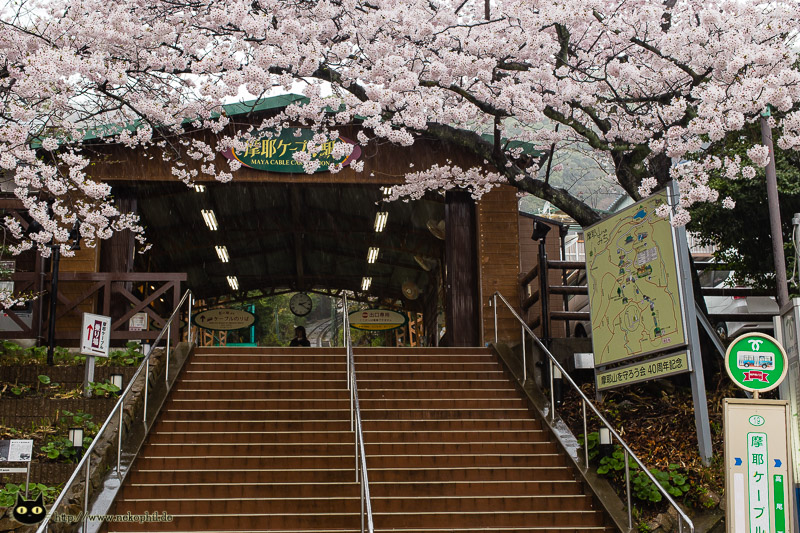 Maya Station Sakura