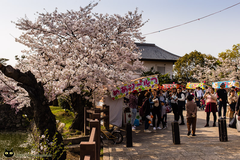 Sakura / Kishiwada Castle