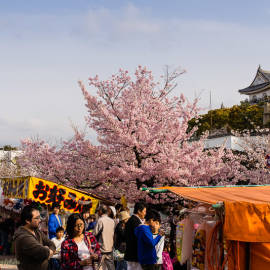 Sakura / Kishiwada Castle