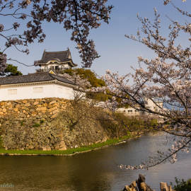 Burg Kishiwada Kirschblüte